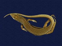 藏品(印度蜓蜥)的圖片